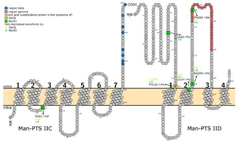 bacsj|BacSJ—Another Bacteriocin with Distinct Spectrum of Activity that .